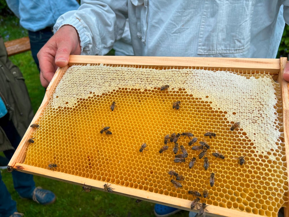 Exkursion Honigbienen in der Stadt