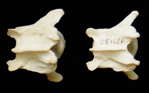 Wolf, Luchs & Co. – Ein Bestimmungsschlüssel für Carnivoren anhand der Halswirbel