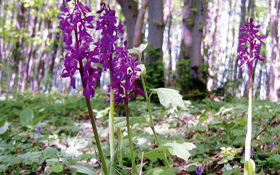 Vegetation eines Hainbuchen-Niederwaldes bei Wittenburg