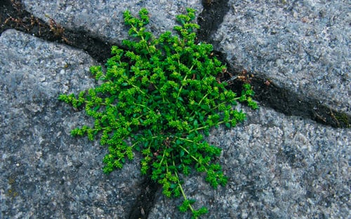 Flora und Florenwandel im Stadtgebiet Hildesheim