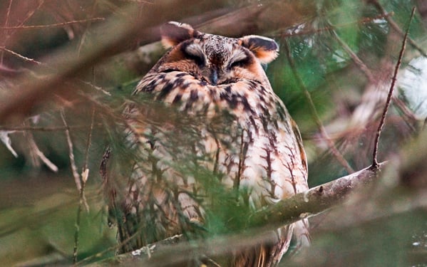 Wintergesellschaften der Waldohreule (Asio otus) in der südlichen Region Hannover. Erste Ergebnisse und Empfehlungen für ein Monitoring.