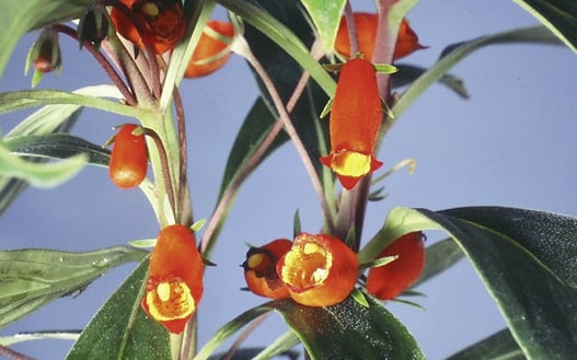 Berthold Carl Seemann - Vom Gärtnergehilfen in Herrenhausen zum weltreisenden Entdecker