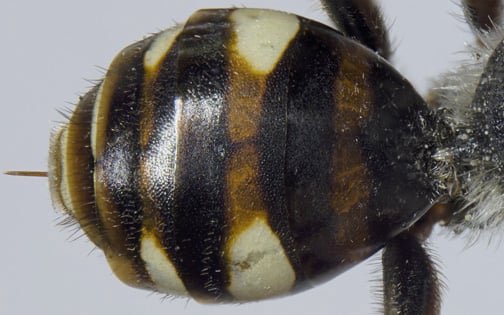 Erfassung von Stechimmen (Hymenoptera Aculeata part.) und Umsetzung von Artenschutzmaßnahmen in der Diepholzer Moorniederung