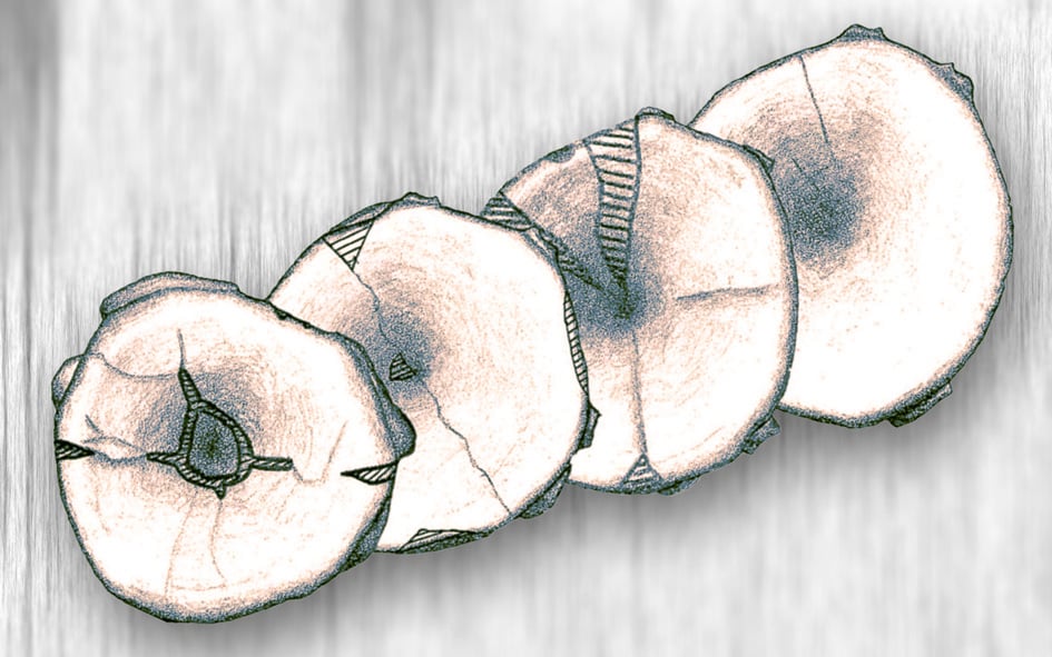 Ichthyosaurierknochen aus der Sammlung Harms (Landesmuseum Hannover). Funde aus der Unterkreide (Barremium) der Ziegelei Kastendamm, Garbsen bei Hannover.